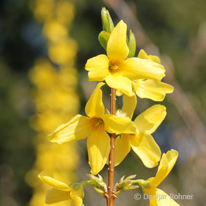 Forsythia intermedia (x)'Lynwood'