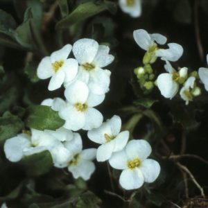 Arabis caucasicaweiss