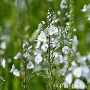 Veronica gentianoides