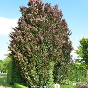 Fagus sylvatica'Rohan Obelisk'