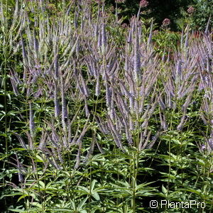 Veronicastrum virginicum