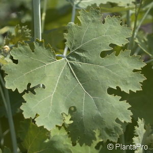 Macleaya cordata