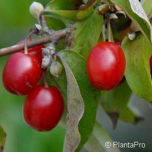 Cornus mas'Jolico'