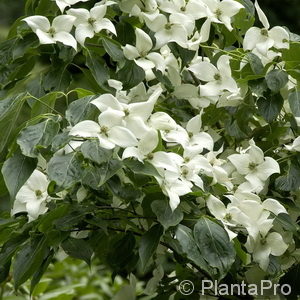 Cornus kousa'China Girl'