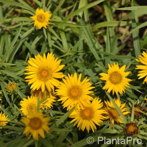 Inula ensifolia'Compacta'