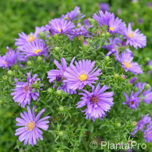 Aster (Dumosus-Gruppe)blau