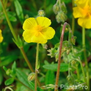 Helianthemum'Wisley Primrose'