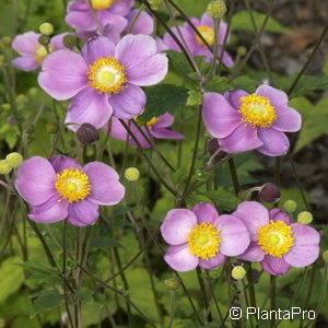 Anemone hupehensis'Splendens'