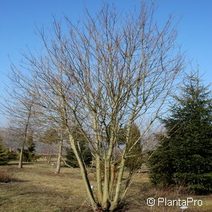 Salix caprea