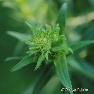 Aster novae-angliaepurpur