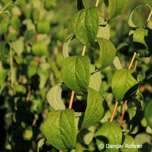 Philadelphus (Virginalis-Gruppe)'Virginal'