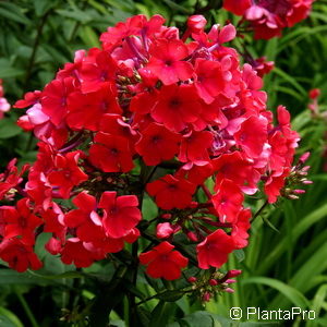 Phlox (Paniculata-Gruppe)'Starfire'