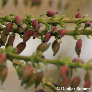 Mahonia media (x)'Winter Sun'