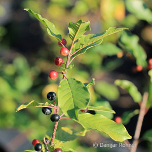 Frangula alnus