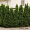 Thuja occidentalis'Smaragd'