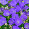 Campanula carpatica'Blaue Clips'