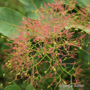 Cotinus coggygria