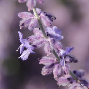 Perovskia atriplicifolia'Blue Spire'