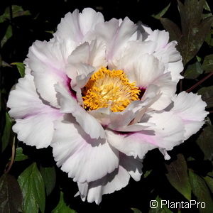 Paeonia (Lactiflora-Gruppe)weiss