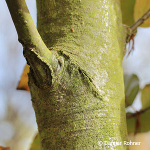 Fagus sylvatica'Dawyck Purple'