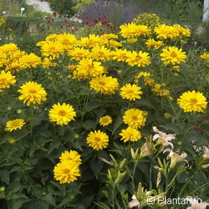 Heliopsis helianthoides'Sonnenschild'