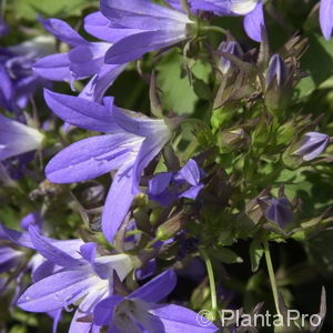 Campanula poscharskyana'Stella'