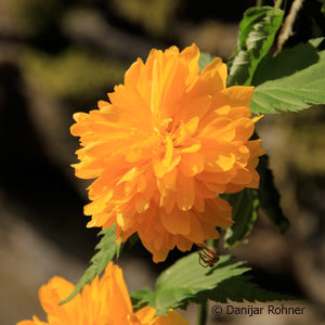 Kerria japonica'Pleniflora'