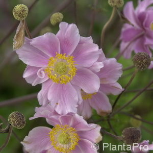 Anemone hybrida (x)'Königin Charlotte'