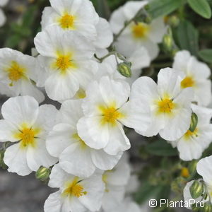 Helianthemum'The Bride'