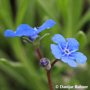 Omphalodes verna