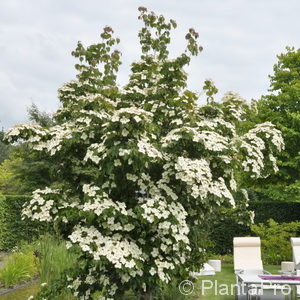 Cornus kousa'China Girl'