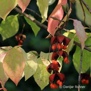 Euonymus europaeus