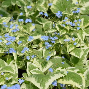 Brunnera macrophylla'Variegata'