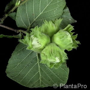 Corylus maximagrossfrüchtig