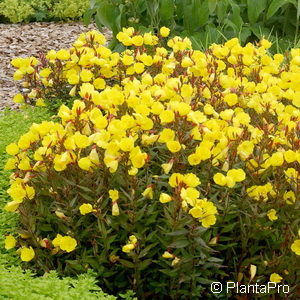 Oenothera tetragona'Fyrverkeri'