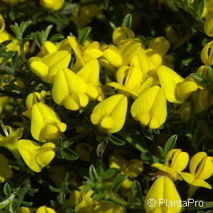 Genista pilosa'Vancouver Gold'