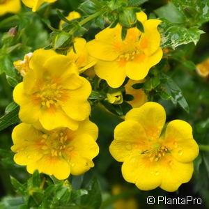 Potentilla aurea