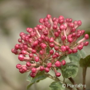 Viburnum carlesii