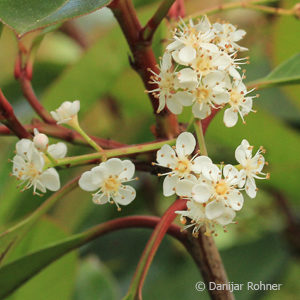 Photinia fraseri (x)'Red Robin'