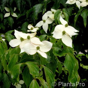 Cornus kousa