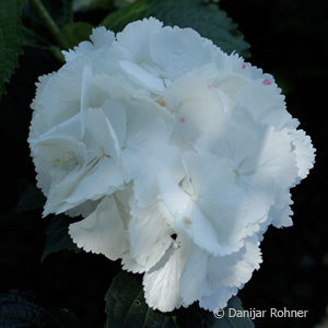 Hydrangea macrophyllaBall weiss