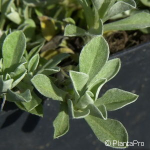 Antennaria dioicavar. borealis