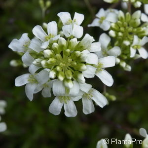 Arabis ferdinandi-coburgii'Variegata'