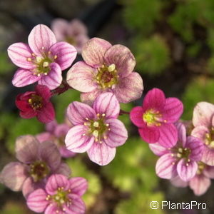 Saxifraga (Arendsii-Gruppe)rot