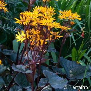 Ligularia dentatadunkellaubig