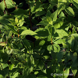 Philadelphus (Purpureo-maculatus Gruppe)'Belle Etoile'