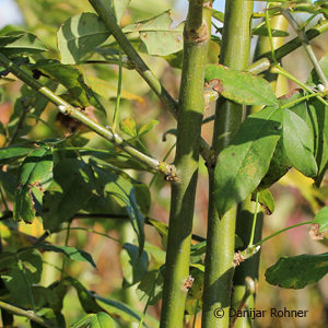 Laburnum watereri (x)'Vossii'