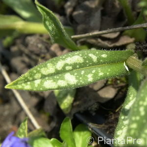 Pulmonaria longifolia'E.B. Anderson'