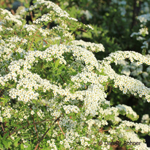 Spiraea cinerea (x)'Grefsheim'