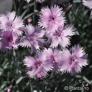 Dianthus gratianopolitanusrosa